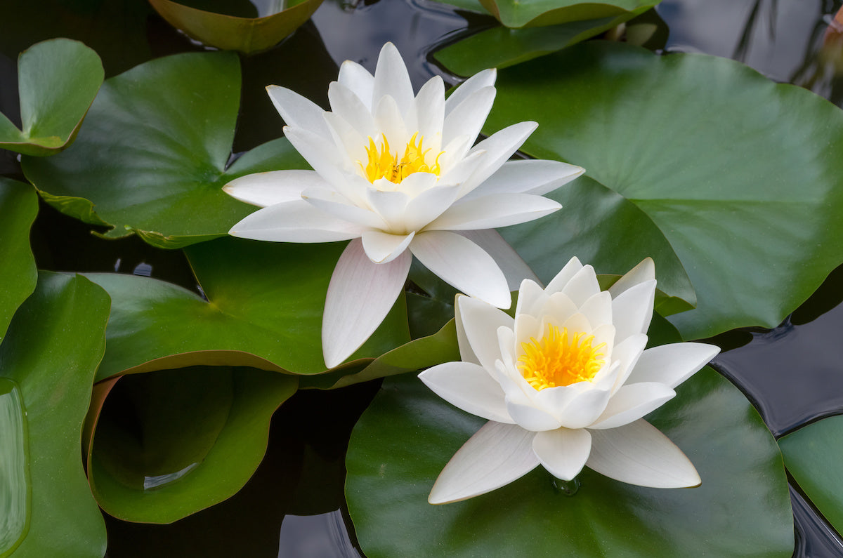 white water lily for sale Water Lily