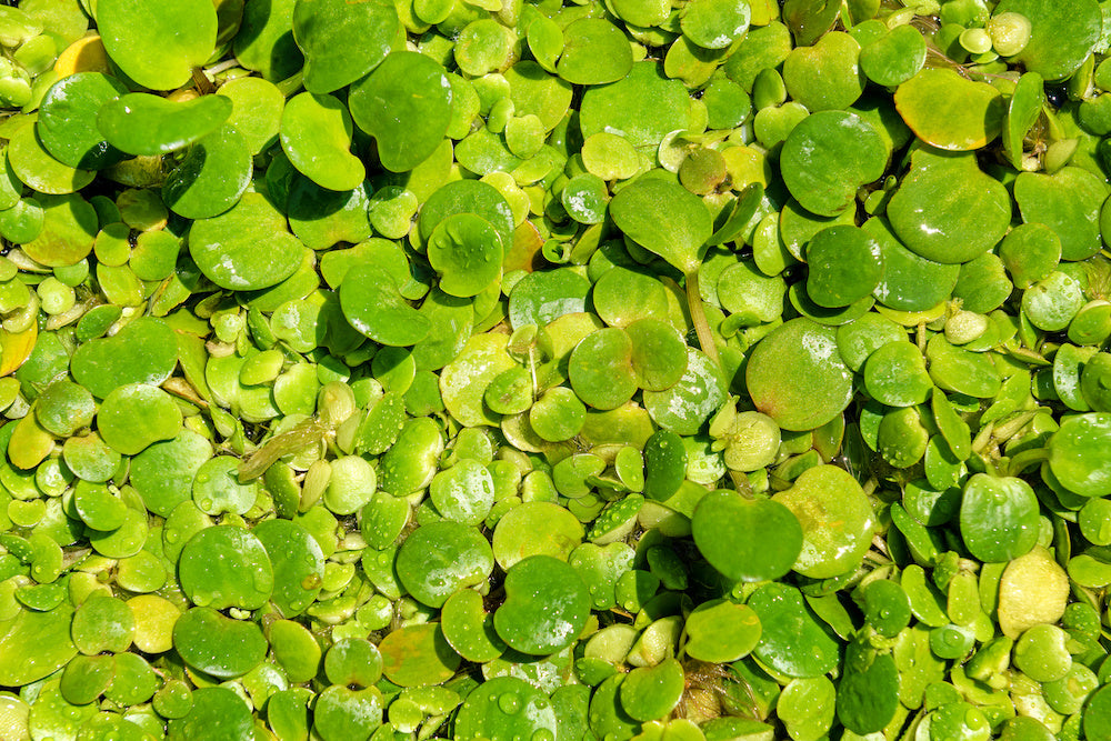 Frogbit