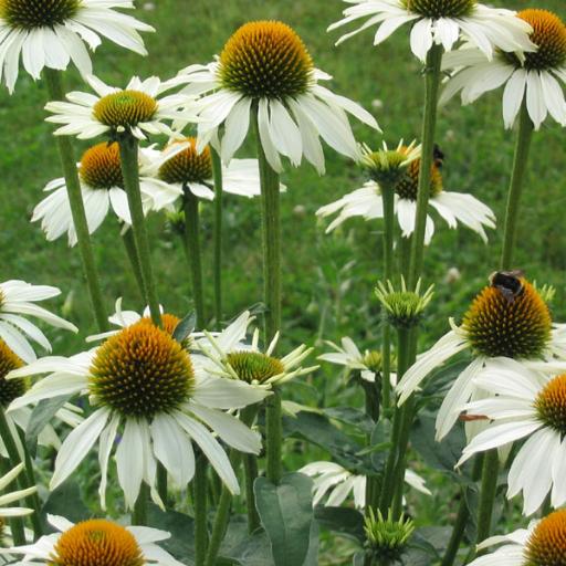 Coneflower Pow Wow White