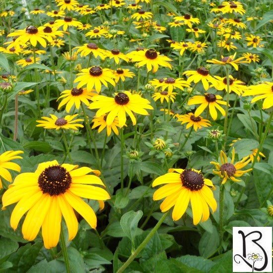 Black Eyed Susan "Goldsturm"