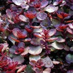 Stonecrop 'Dragons Blood"