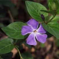 Periwinkle "Bowles"