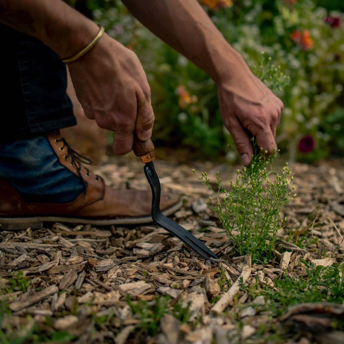 Barebones Dandelion Weeding Fork - Walnut