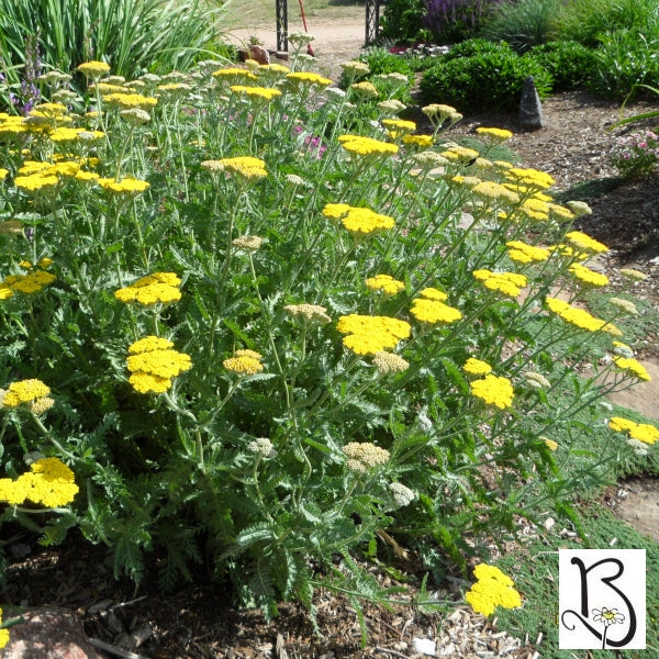 Yarrow "Moonshine"