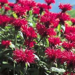 Bee Balm "Garden view Scarlett"